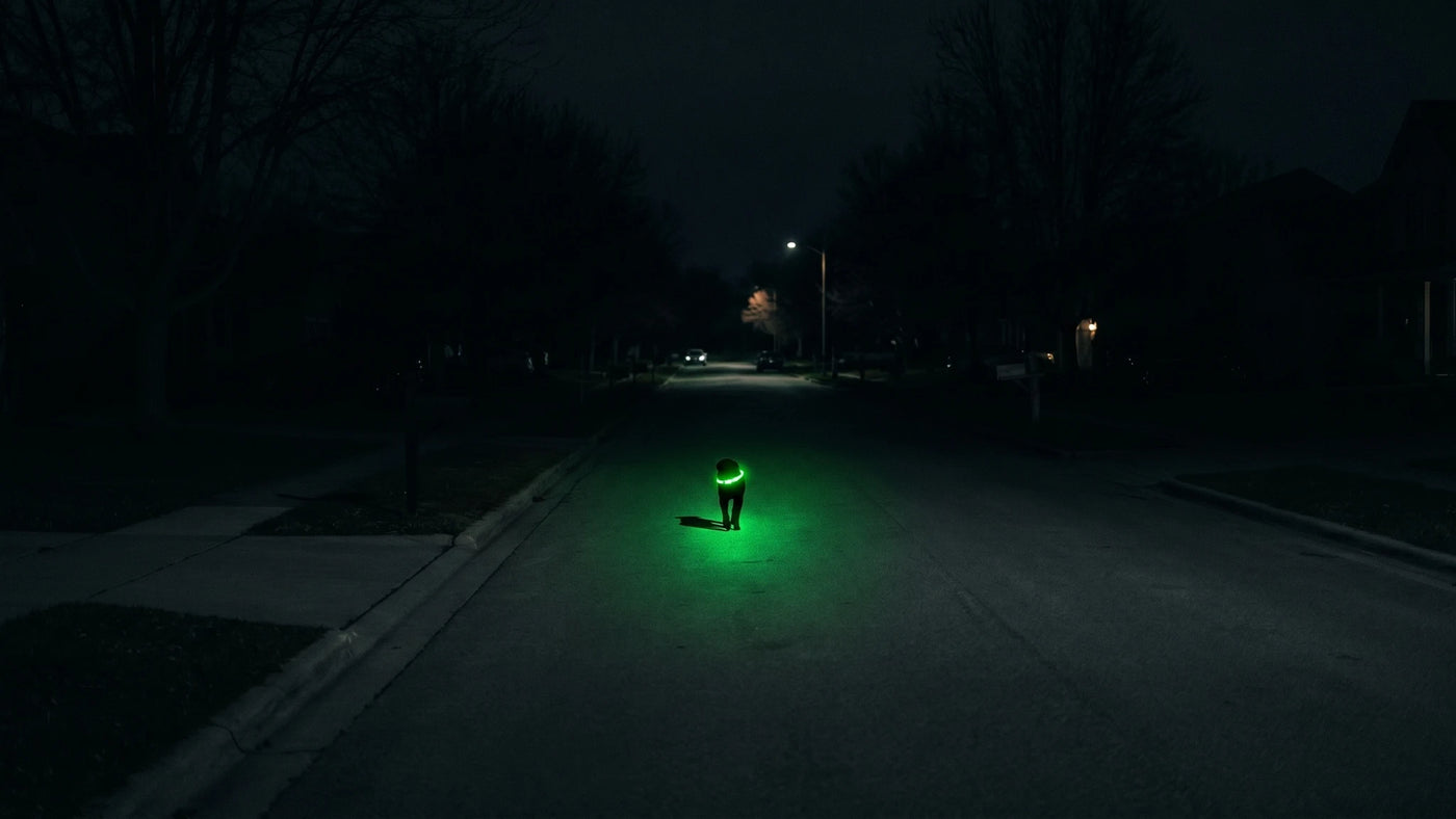 With Chydee LED Collar