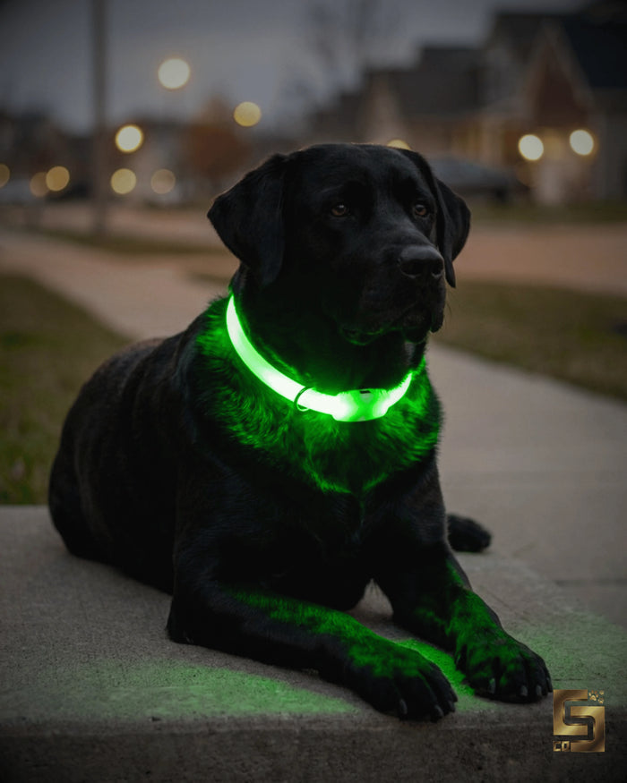 Chydee LED Safety Collar for Dogs