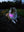 Dog wearing LED collar near road at night